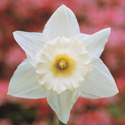 Narcissus Mount Hood, Daffodil Mount Hood